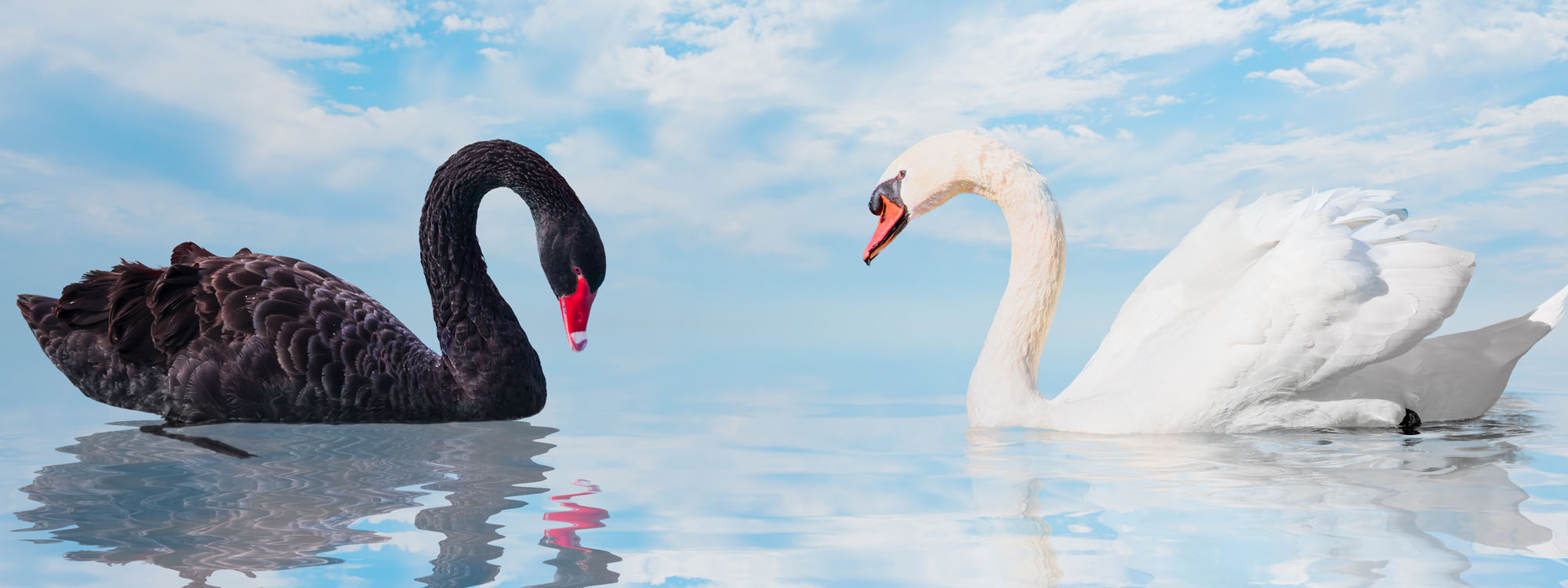 Preparing for Black Swan events in Project Management